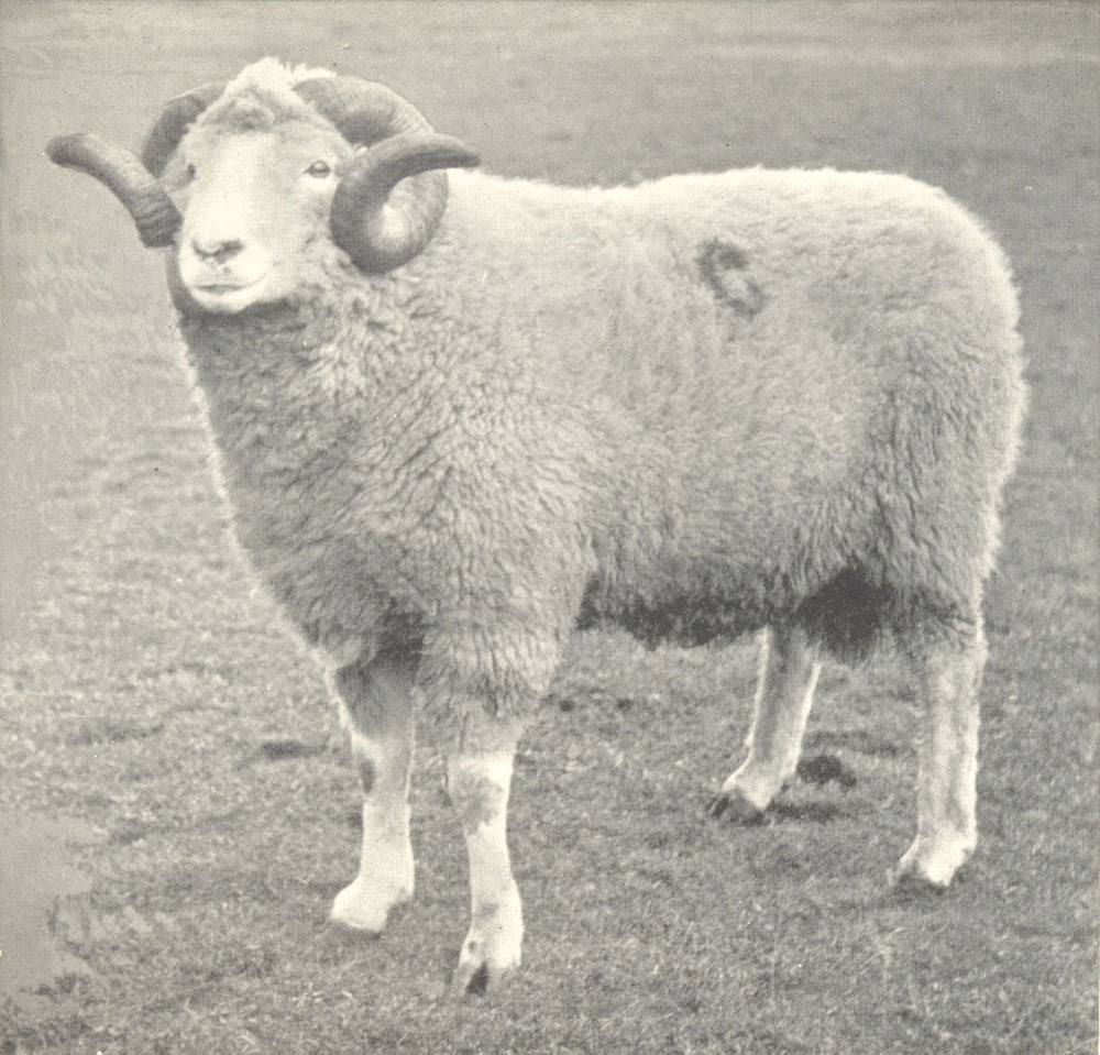 SHEEP. Limestone Cragg Ram 1912 old antique vintage print picture